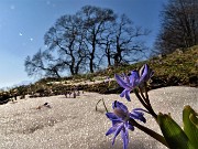 63 Scilla silvestre (Scilla bifolia) ai Tre Faggi